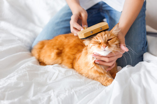 kedi bakımı kedibakımı