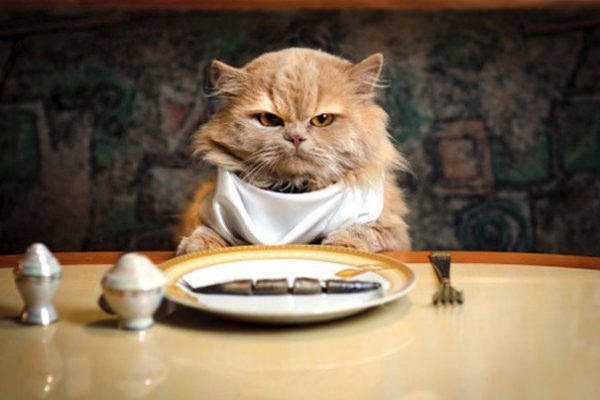 kedi maması