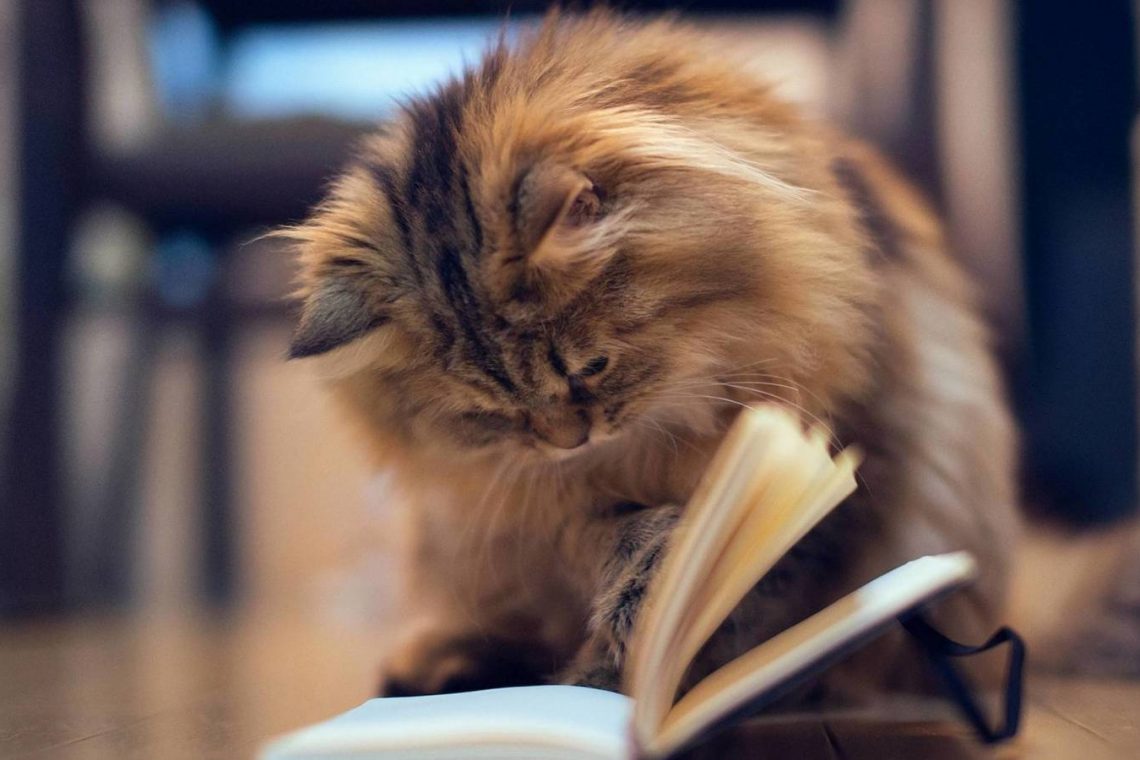 kedi eğitimi kedi eğitimi