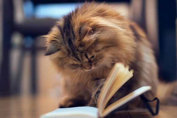 kedi eğitimi