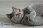 british shorthair