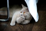 britishshorthairfiyat