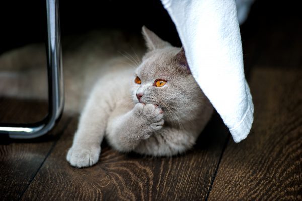 britishshorthairfiyat