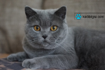 britishshorthair