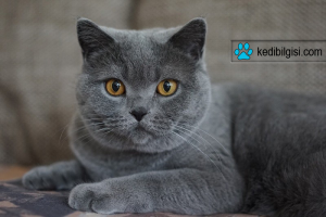 British Shorthair British Shorthair Kedi Özellikleri