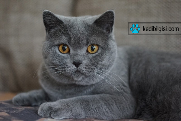 britishshorthair