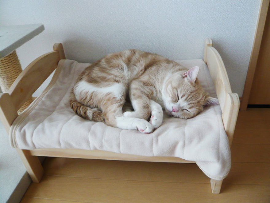 kedi yatağı kediyatağı