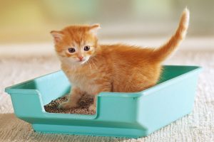 kedi malzemeleri kedi kumu