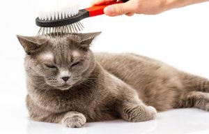 kedi malzemeleri Kedi Tarağı