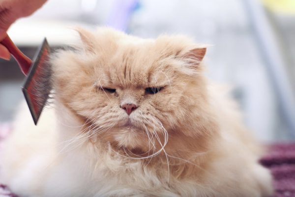kedi tüyü