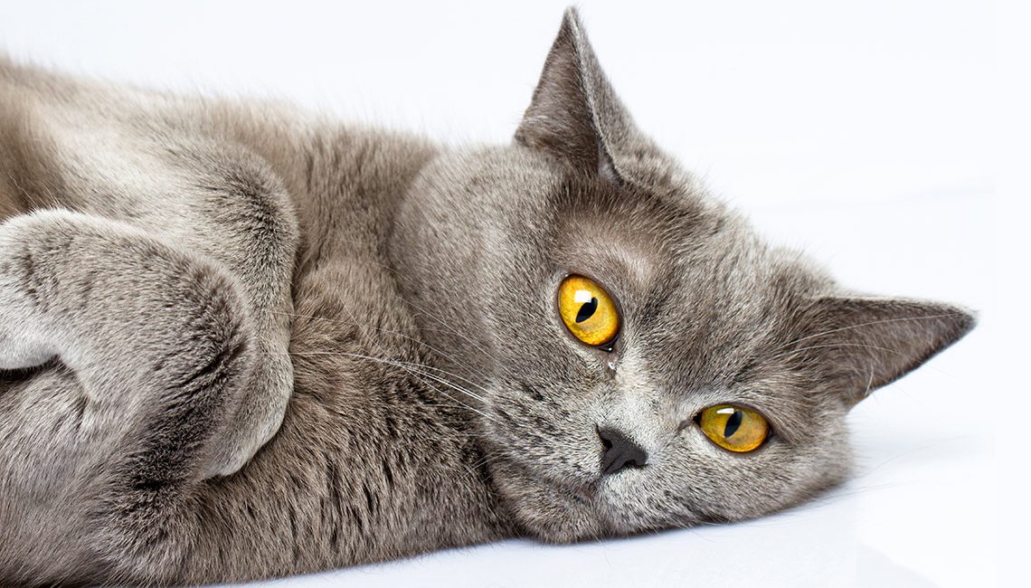 British Shorthair Kedi british shorthair kedi