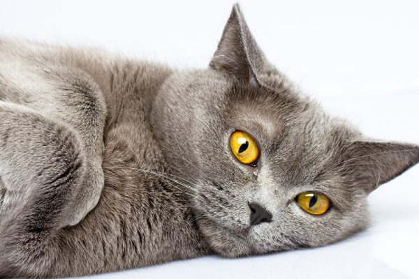 british shorthair kedi