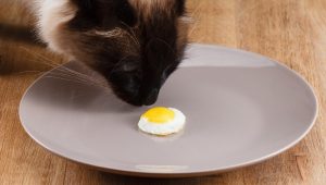 kedi yemeği Tabakta kızarmış yumurta