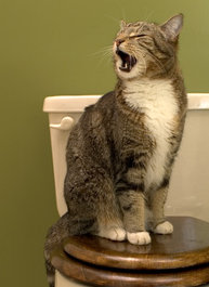 Kediler neden miyavlar kedi miyavlaması