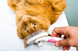 kedi bakımı bakım