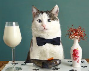 kedi yemeği Kedi balık yerken