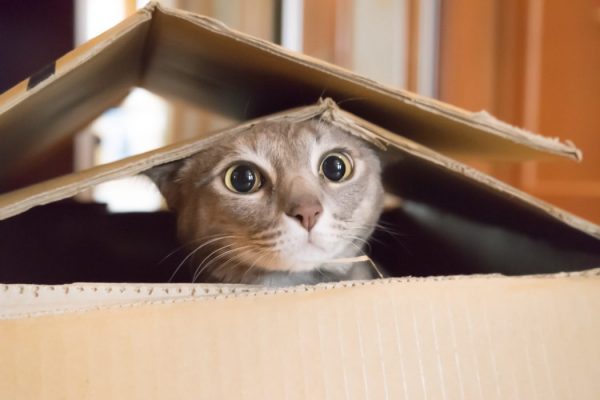 mutlu kedi