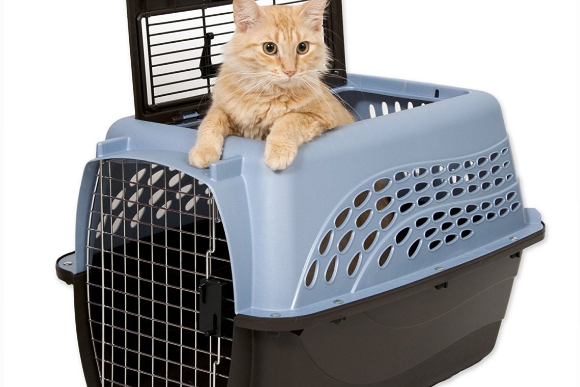 taşıma kutusu kedi taşıma kutusu