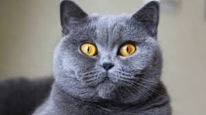 British Shorthair Kedi british shothair