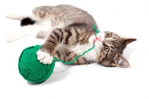 kedi malzemeleri Kedi Oyuncakları