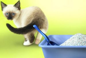 mutlu kedi kedikumu temizleyin
