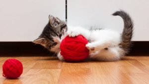 kedi sahibi kedioyun
