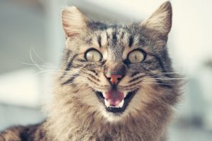 Kediler neden miyavlar kedi miyavlaması