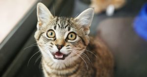 Kediler neden miyavlar kedi miyavlaması