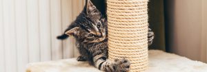 kedi malzemeleri Tırmalama Tahtası