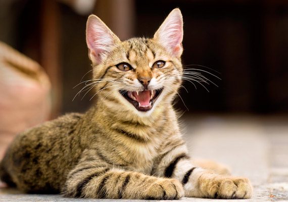 kedi miyavlaması