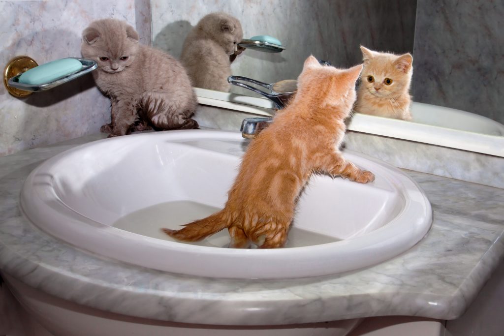 kedi bakımı banyo