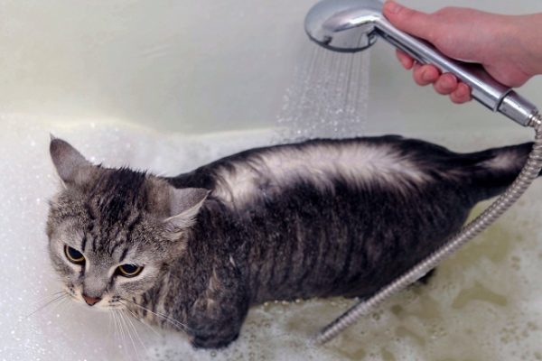 Kedilerde Banyo