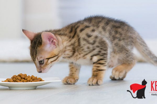 kedi sağlığı