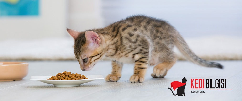 beslenme kedi sağlığı