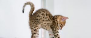 kedilerde bakım genç kedi
