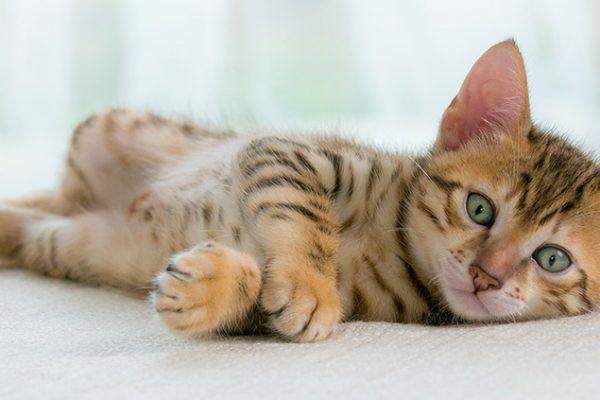 genç kedi
