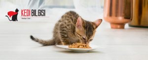 beslenme kedi maması