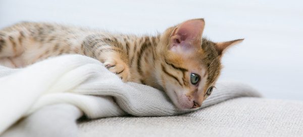 kedi gribi