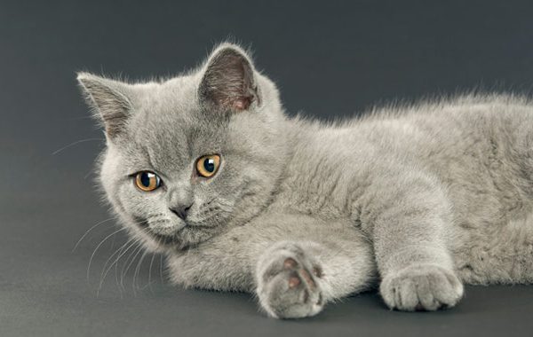 British Shorthair Tarihi!