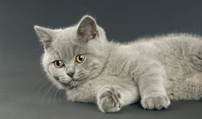 british shorthair British Shorthair Tarihi!