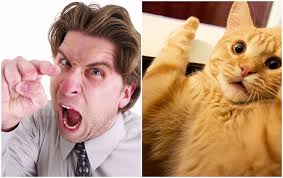 KEDİMİZİ NEDEN YANLIŞ EĞİTİYORUZ ? KEDİMİZİ NEDEN YANLIŞ EĞİTİYORUZ ?