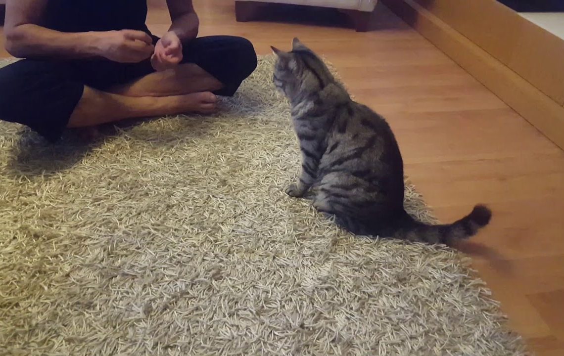 KEDİMİZİ NEDEN YANLIŞ EĞİTİYORUZ ? KEDİMİZİ NEDEN YANLIŞ EĞİTİYORUZ ?