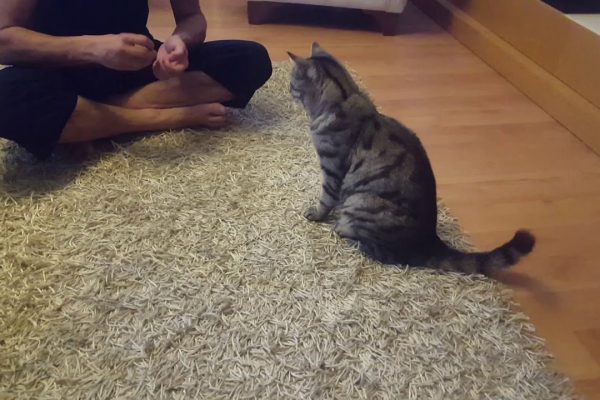 KEDİMİZİ NEDEN YANLIŞ EĞİTİYORUZ ?
