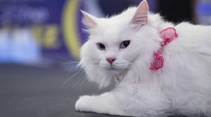 kedi cinsleri ankara kedisi