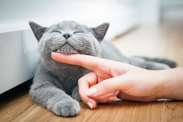 kedi cinsleri