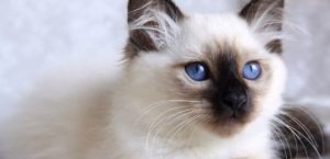 kedi cinsleri birman kedisi