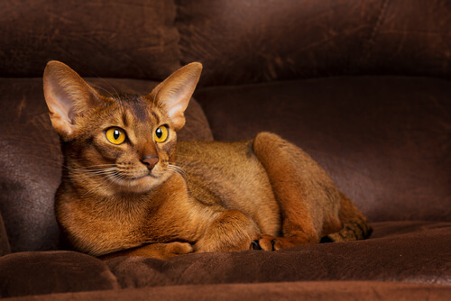 Abyssinians-Cats1
