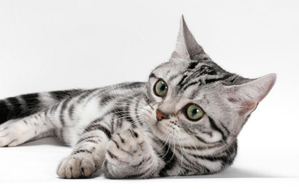 American Shorthair Hakkında Bilgiler!