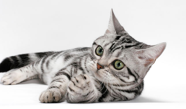 American Shorthair American Shorthair Hakkında Bilgiler!