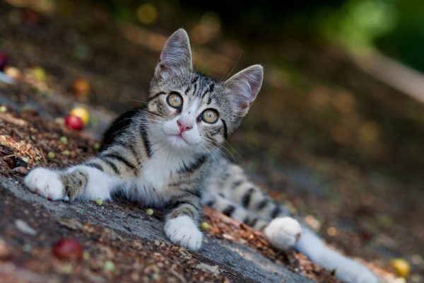 Cat_photos_4